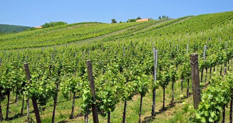 Plešivica Vineyards