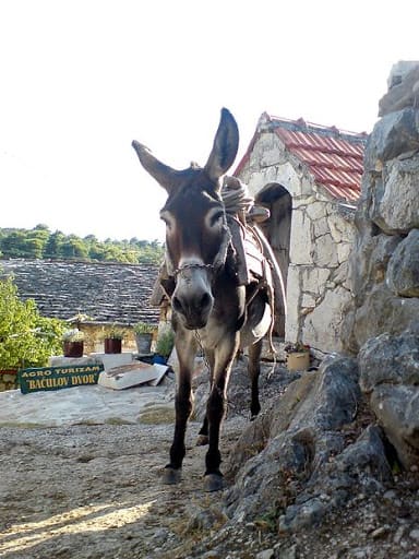 Asinus Donkeys